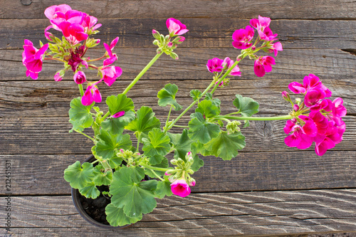 Fototapeta Naklejka Na Ścianę i Meble -  Geranium pelargonium flower in pot on wooden background