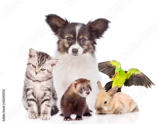 Fototapeta Naklejka Na Ścianę i Meble -  Group of pets together in front view. isolated on white background