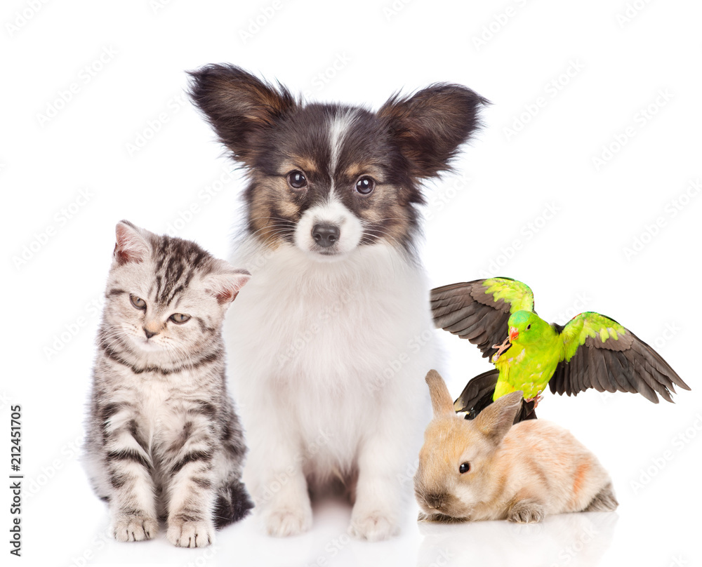 Group of pets together in front view. isolated on white background