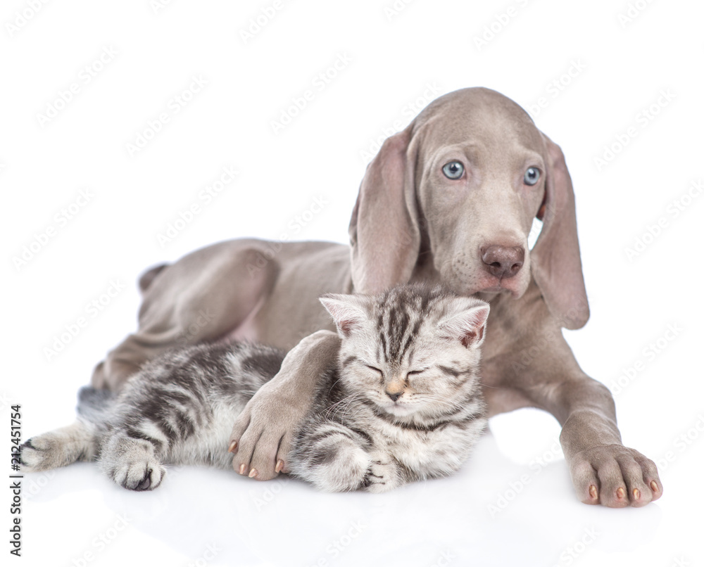 Weimaraner puppy embracing sleepy kitten. isolated on white background