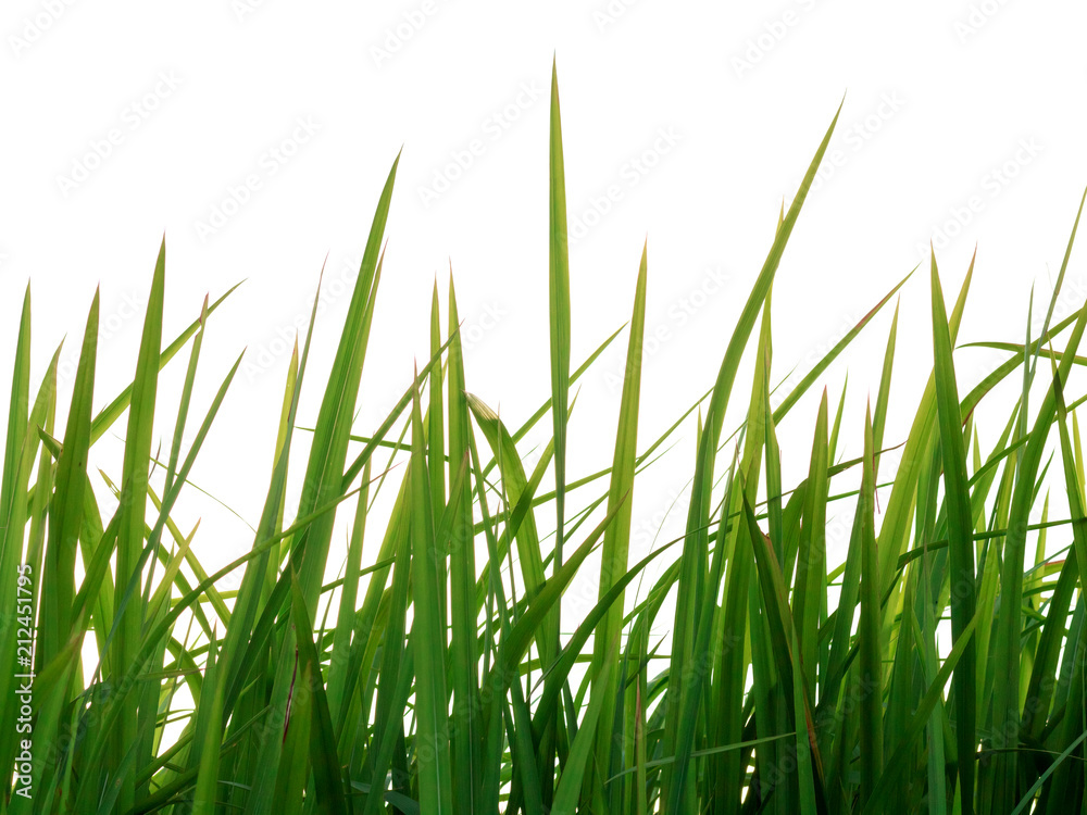 Long blades of green grass isolated on white background.