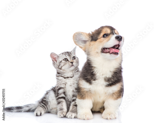 Happy corgi puppy and scottish tabby kitten looking away and up together. isolated on white background