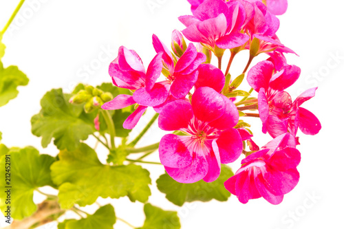 Fototapeta Naklejka Na Ścianę i Meble -  Geranium pelargonium flower close up on white background