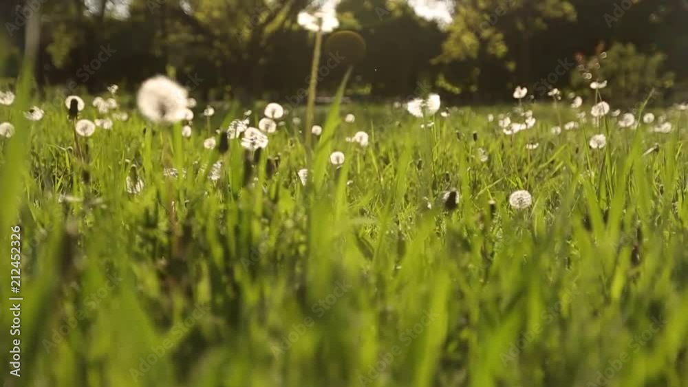 Camera moving forward through white dandelion flowers and fresh spring green grass on pretty meadow. Dandelion plant with medicinal effect. Summer concept. Low angle dolly steady shot. Camera moving forward through white dandelion flowers and fresh spring green grass on pretty meadow. Dandelion plant with medicinal effect. Summer concept. Low angle dolly steady shot.