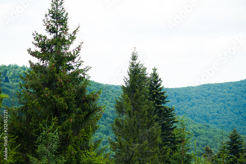 Beautiful pine trees on background high mountains. 