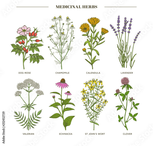 Obraz na płótnie Medicinal herbs.