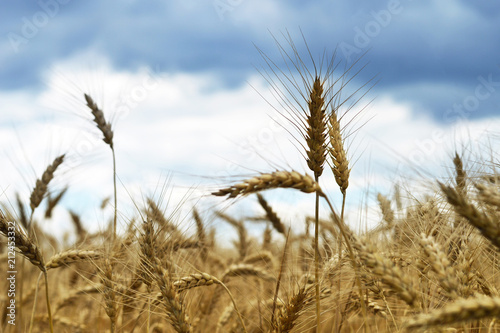 Wheat field in the summer and dramatic sky