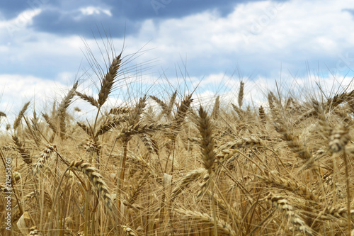 Golden wheat field