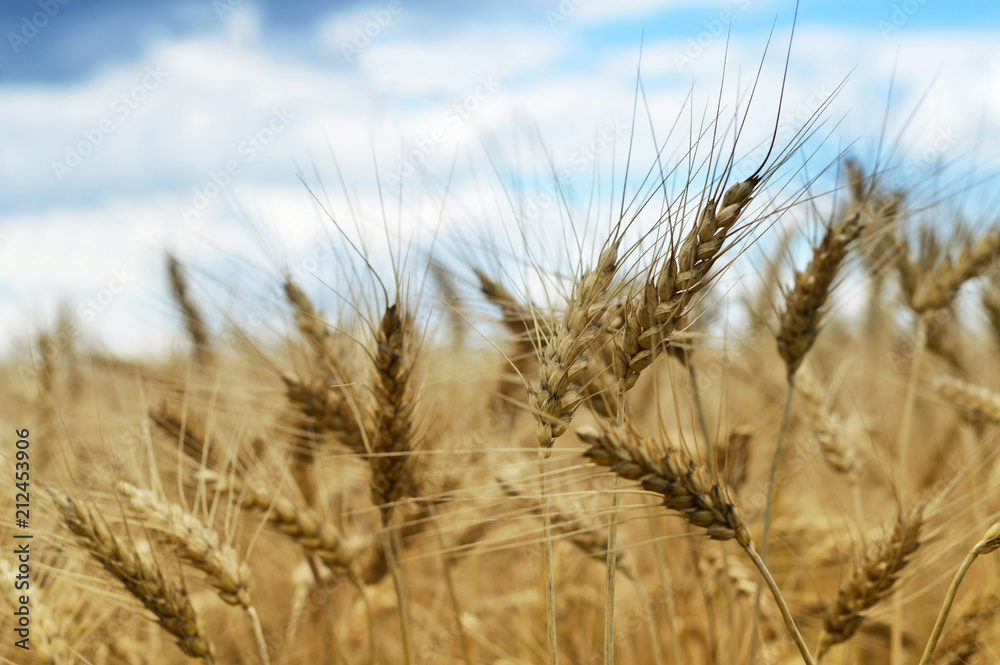 Wheat field