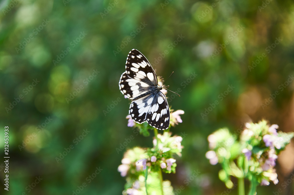 Morning Macro Butterflies Morning Macro Butterflies