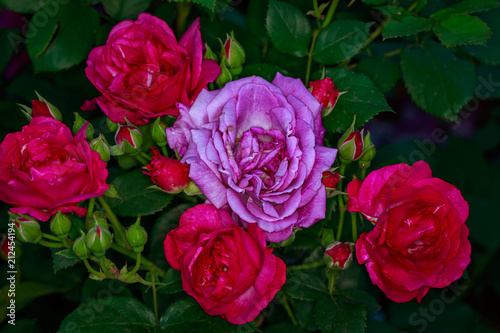Fragrant Rose in Full Blossom © pngstudio