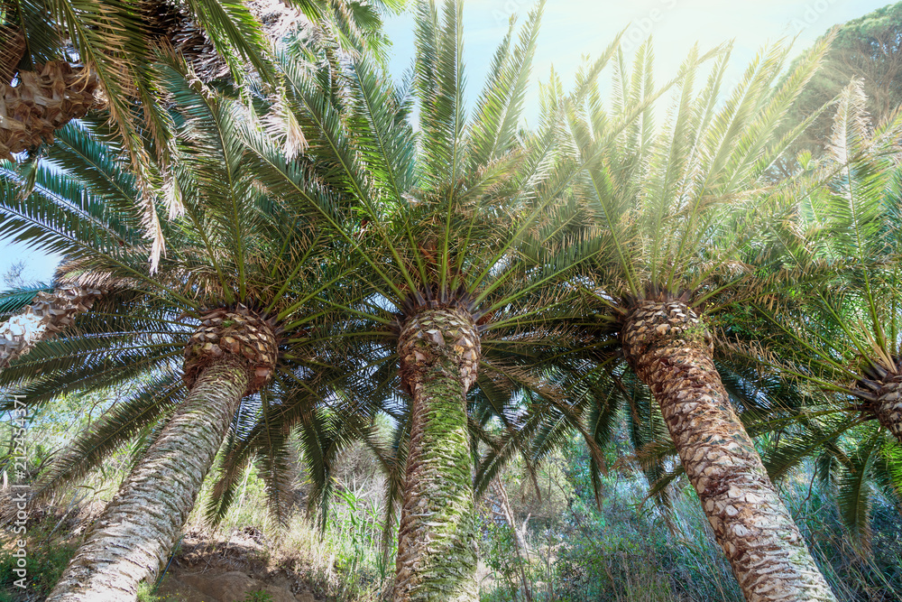 Naklejka premium palm trees, brightly lit by the tropical sun, against the blue sky