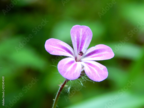 bright colorful summer flowers