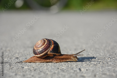 Snail crawling on the asphalt road. Burgundy snail, Helix, Roman snail, edible snail or escargot crawling