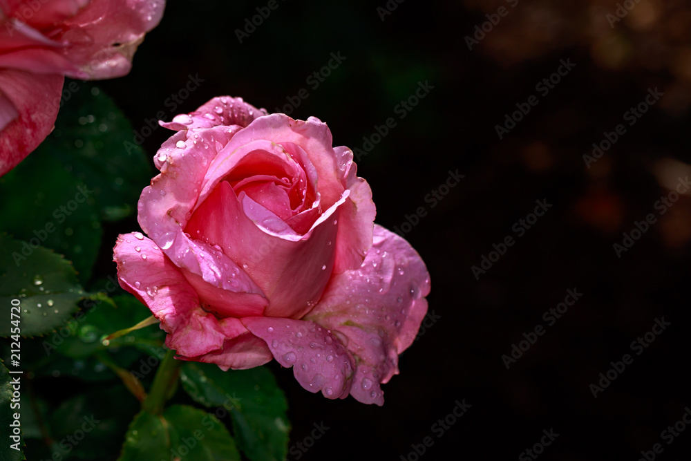 Fragrant Rose in Full Blossom Fragrant Rose in Full Blossom