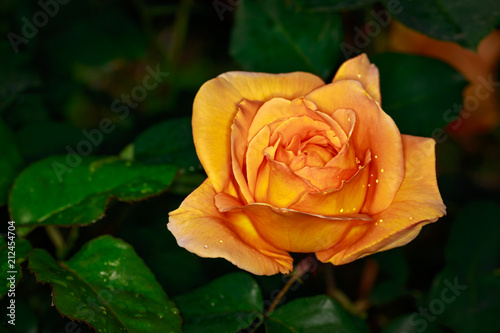 Fragrant Rose in Full Blossom