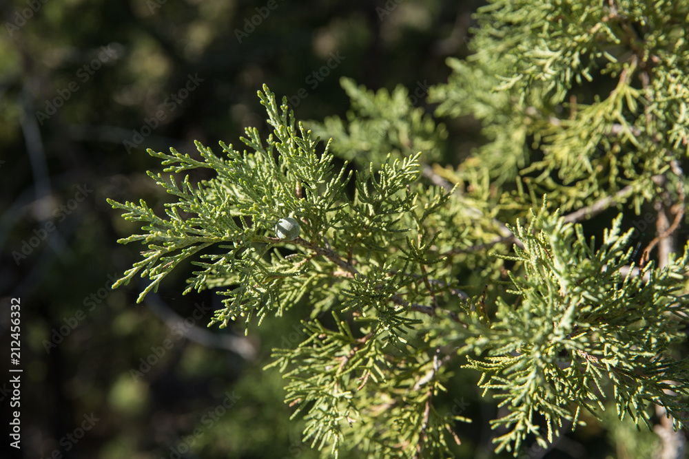 Obraz premium Juniperus in Hezar Masjed Mountains, Khorasan, Iran