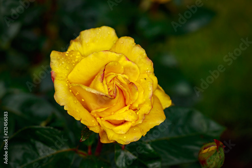 Fragrant Rose in Full Blossom