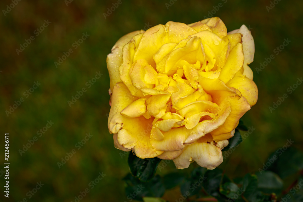 Fragrant Rose in Full Blossom Fragrant Rose in Full Blossom