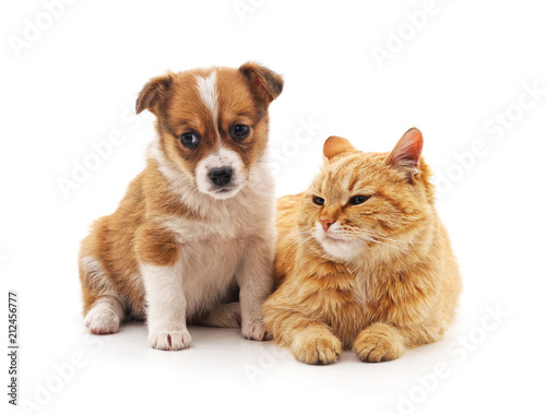 Fototapeta Naklejka Na Ścianę i Meble -  Puppy and cat.