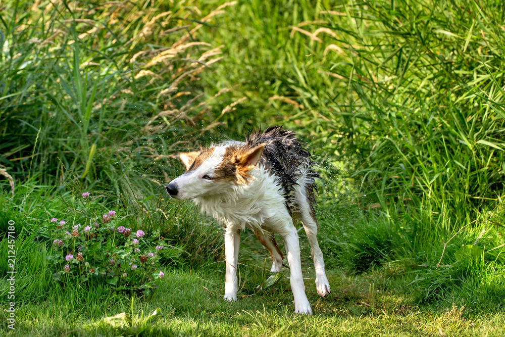 Junger Hund schüttelt sich an einem grünen Ufer mit Schilf Junger Hund schüttelt sich an einem grünen Ufer mit Schilf