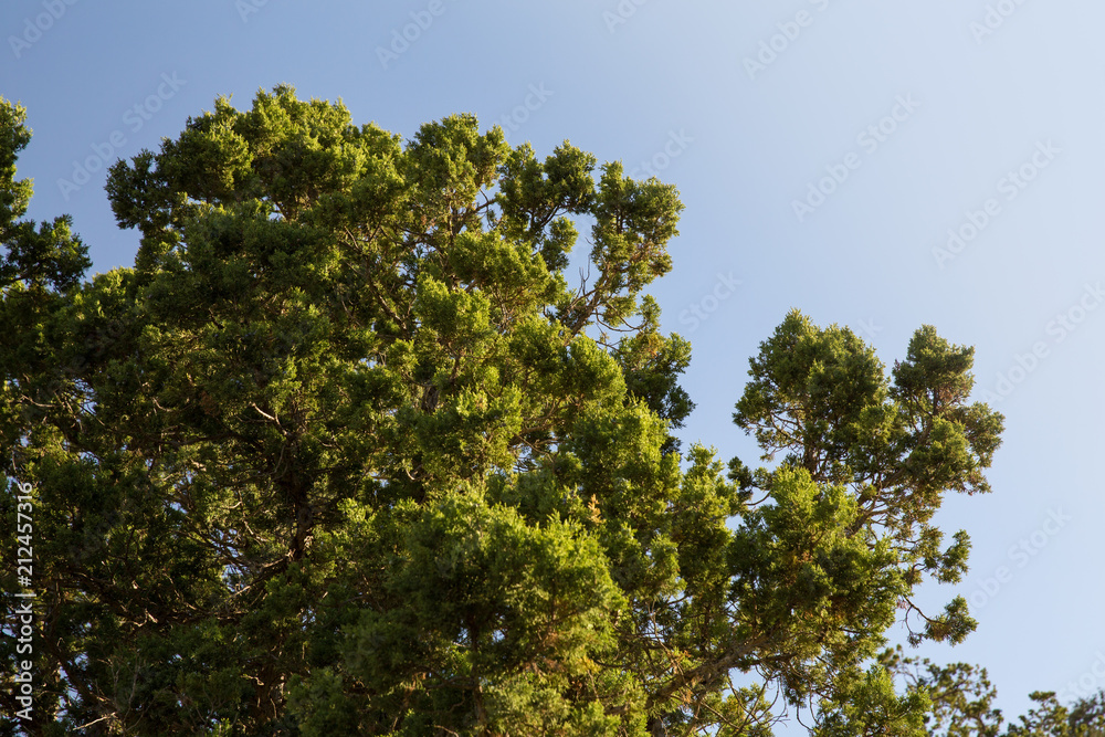 Obraz premium Juniperus in Hezar Masjed Mountains, Khorasan, Iran