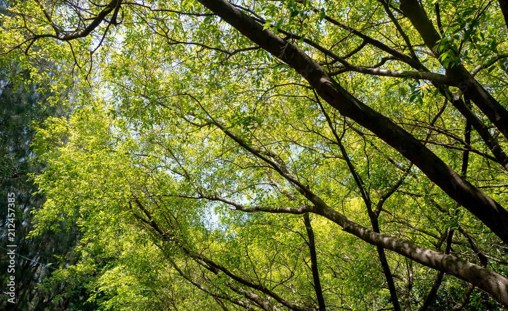 Fototapeta premium Ant's eye view of the tree. Under the shade of a large tree with a bright sky