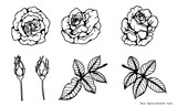 Rose vector set by hand drawing.Beautiful flower on brown background.Rose lace art highly detailed in line art style.Flower tattoo on vintage paper.