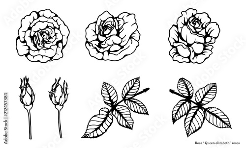 Rose vector set by hand drawing.Beautiful flower on brown background.Rose lace art highly detailed in line art style.Flower tattoo on vintage paper.