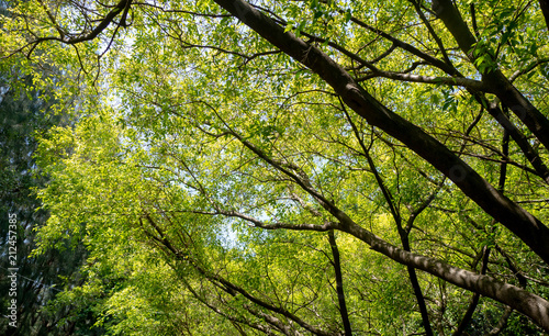 Ant's eye view of the tree. Under the shade of a large tree with a bright sky