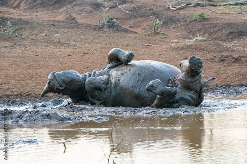 Rhino+mudbath photo