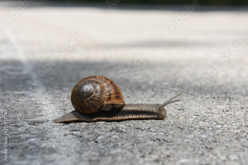 Snail crawling on the asphalt road. Burgundy snail, Helix, Roman snail, edible snail or escargot crawling © Ivan