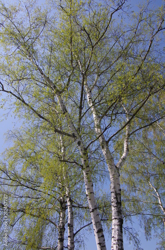 Fototapeta Naklejka Na Ścianę i Meble -  Spring birch