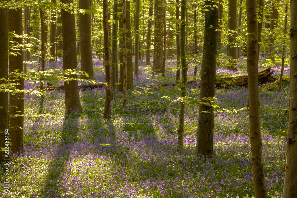 Fototapeta premium Hallerbos Bluebells