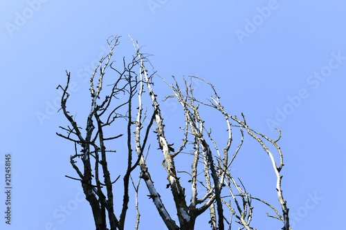 branches