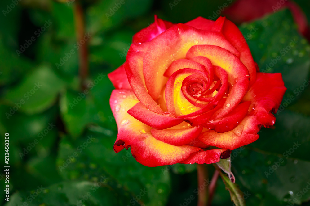Fragrant Rose in Full Blossom Fragrant Rose in Full Blossom