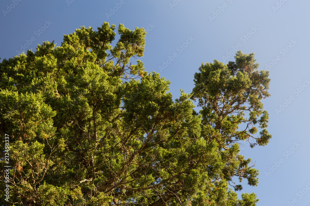 Obraz premium Juniperus in Hezar Masjed Mountains, Khorasan, Iran