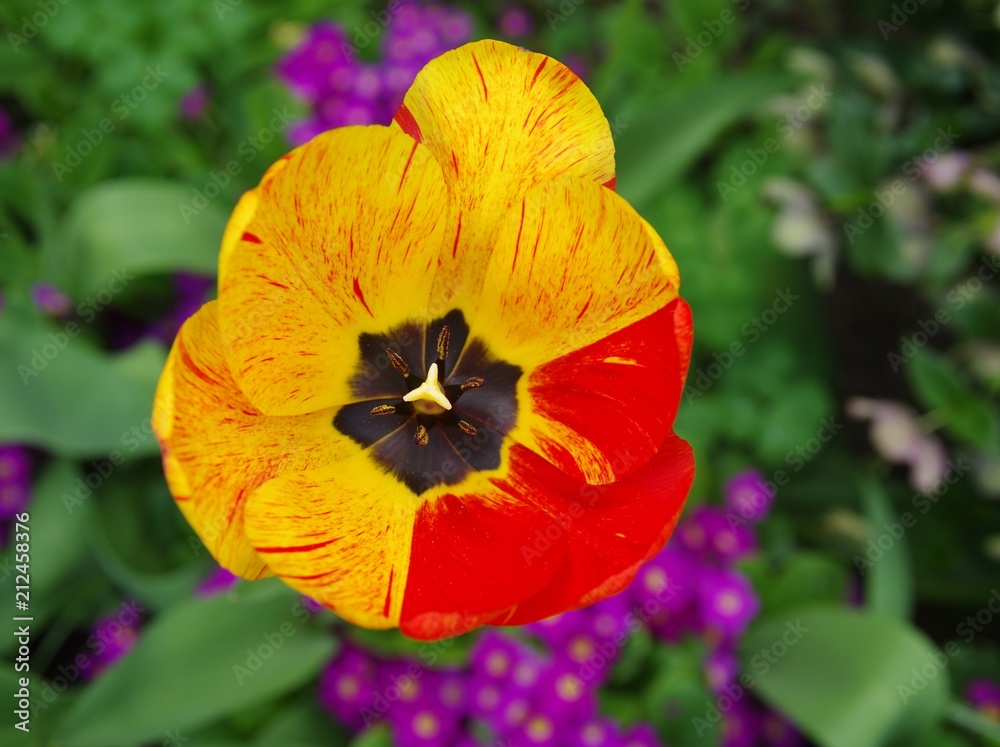 Tulip Tulip