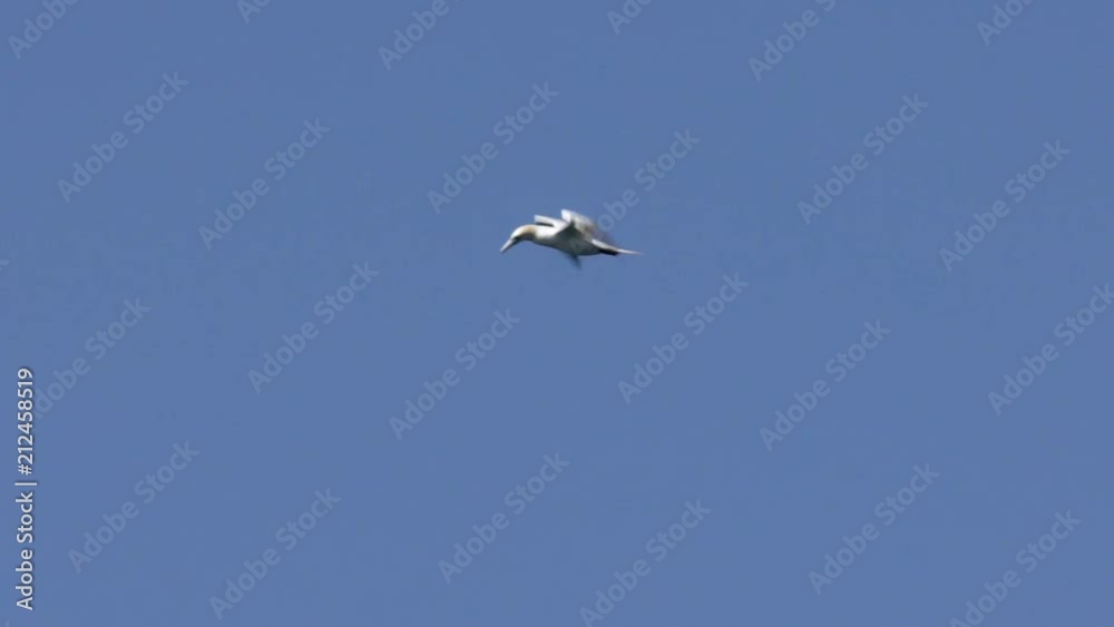 Suivi vol d'un fou de bassan au ralenti / Tracking shot of a gannet flying in slowmotion Suivi vol d'un fou de bassan au ralenti / Tracking shot of a gannet flying in slowmotion