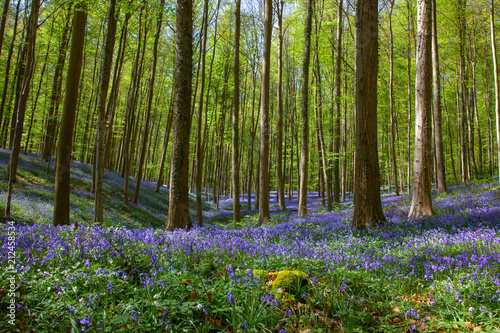 Bluebells