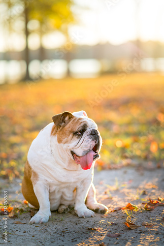 English Bulldog Portrait