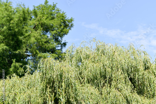 sky, landscape, nature, tree, forest, grass, green, blue, field, summer, meadow, trees, cloud, clouds, day, rural, outdoors, countryside, woods, plant, spring, park, mountain, outdoor, country