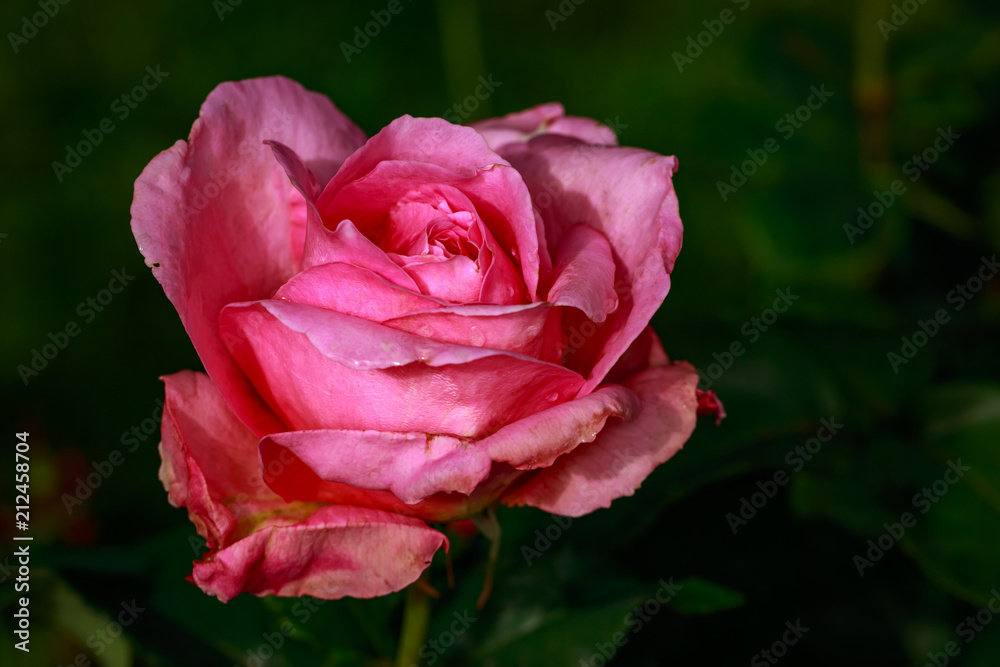Fragrant Rose in Full Blossom Fragrant Rose in Full Blossom