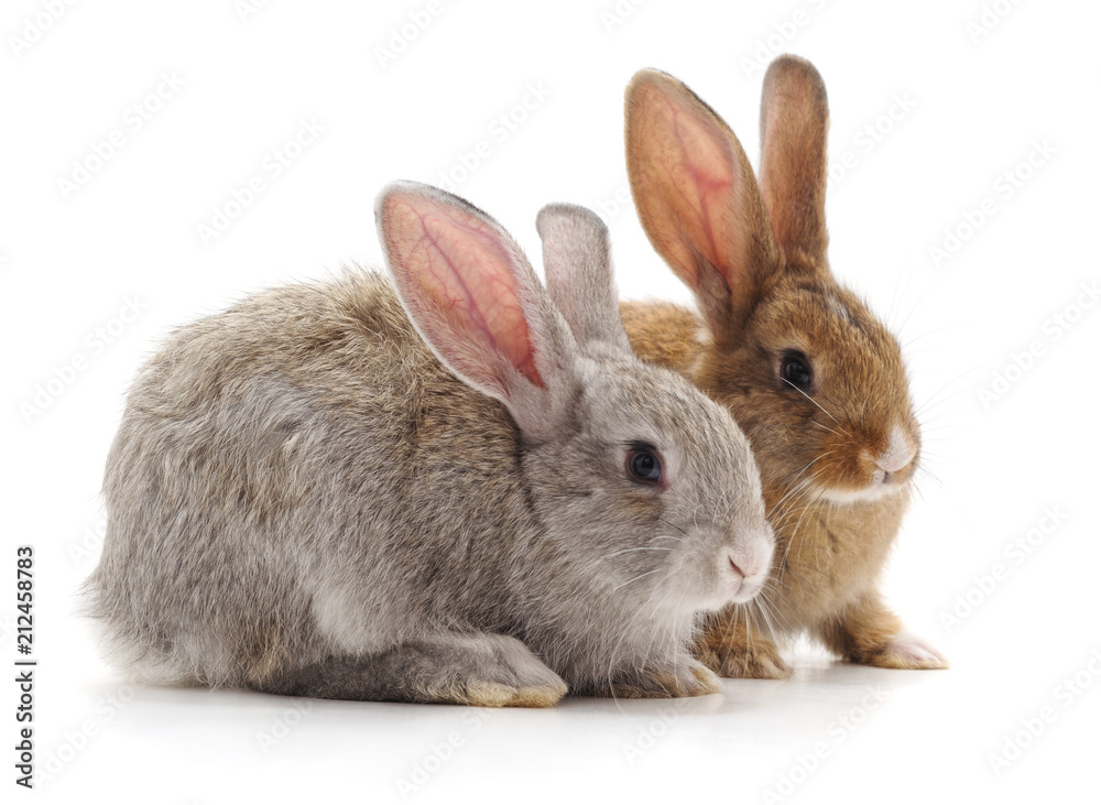 Two young rabbits.