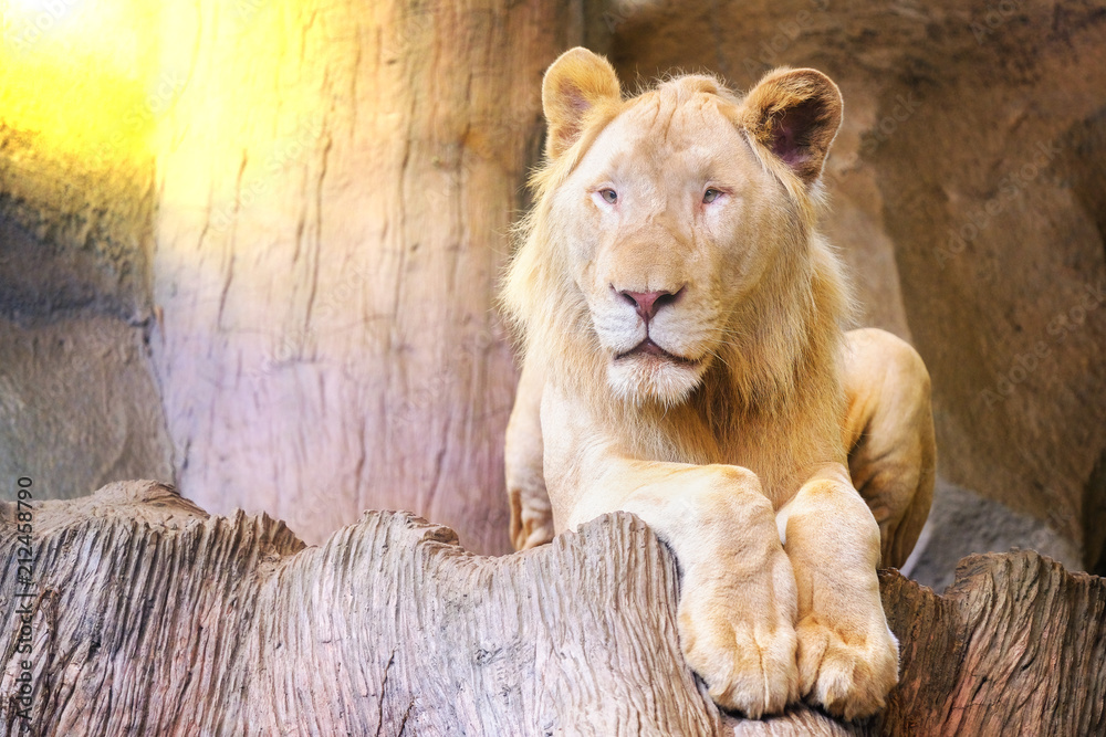 Fototapeta premium A lion on a rocky cliff with morning sun.