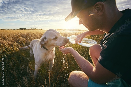 Thirsty dog at sunset photo
