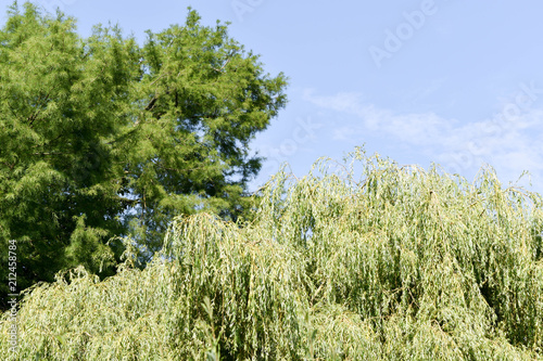 tree, landscape, sky, nature, green, forest, grass, blue, field, summer, trees, meadow, clouds, cloud, outdoors, plant, autumn, rural, woods, season, scene, mountain, view, beauty, spring