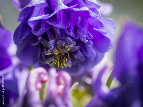 Deatil of an Aquilegia  granny s bonnet  columbine  flower blooming in the spring