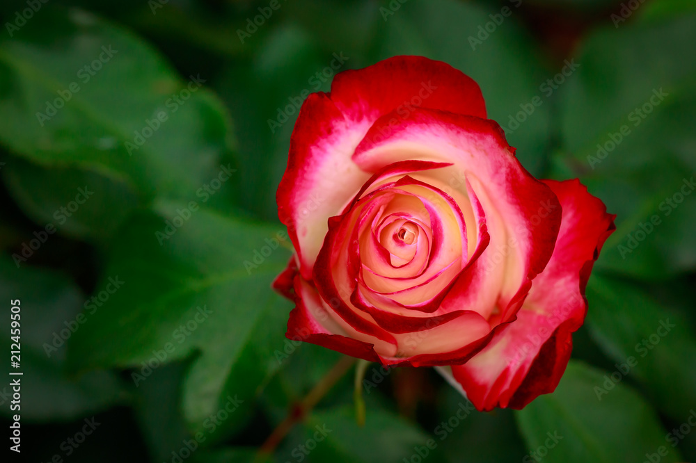 Fragrant Rose in Full Blossom Fragrant Rose in Full Blossom