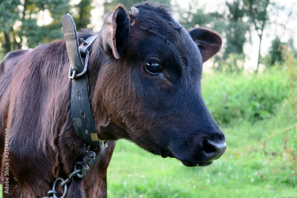 rural animals in natural conditions rural animals in natural conditions